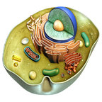 Illustration einer Zelle